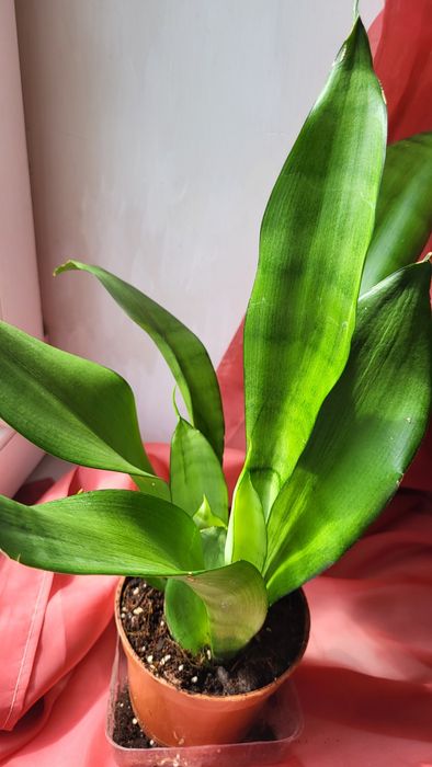 Сансевієрія, сансев'єра муншайн, sansevieria moonshine