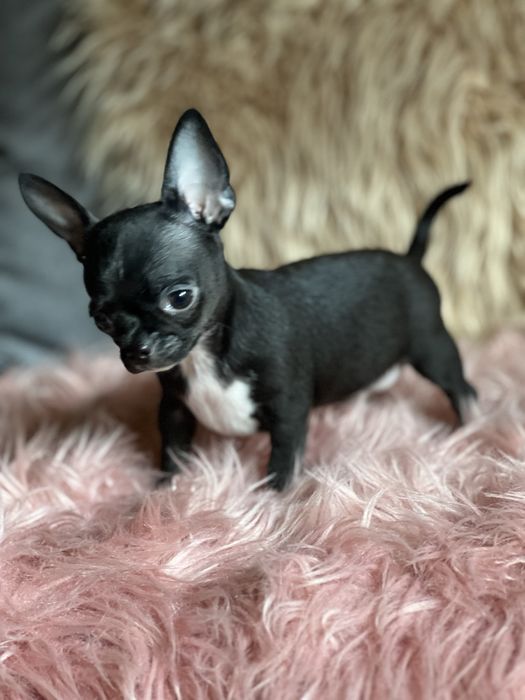 Chihuahua śliczny piesek