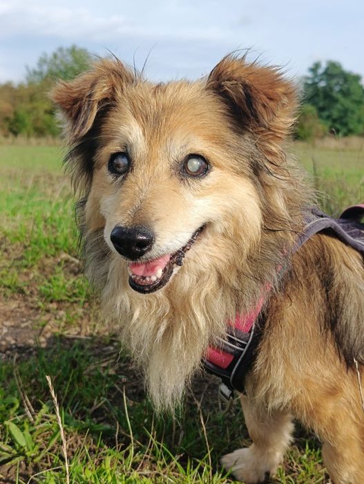 Kapi pies do adopcji niewidomy śliczny