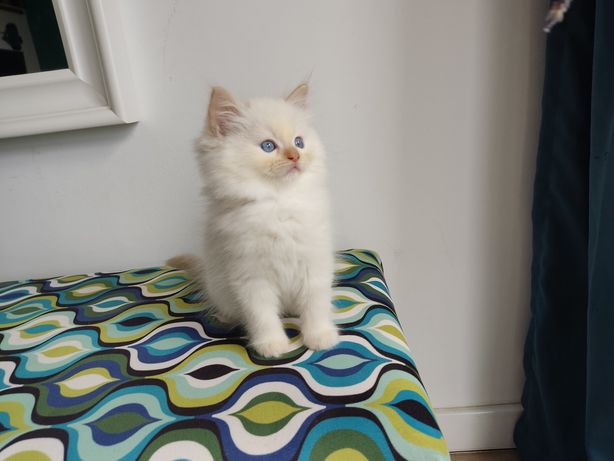 Ragdoll Red mitted rudy