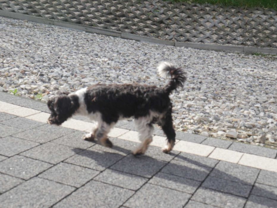 Maltipoo Urocza odchowana sunia