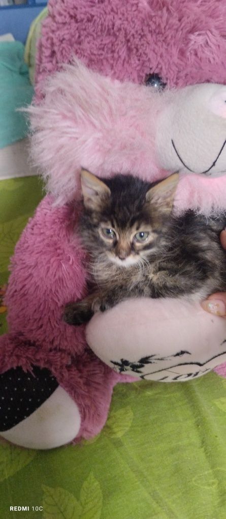 Продам котят сибирские тигрята
