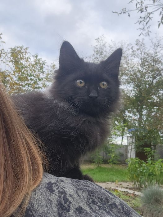 Котики в хороші руки