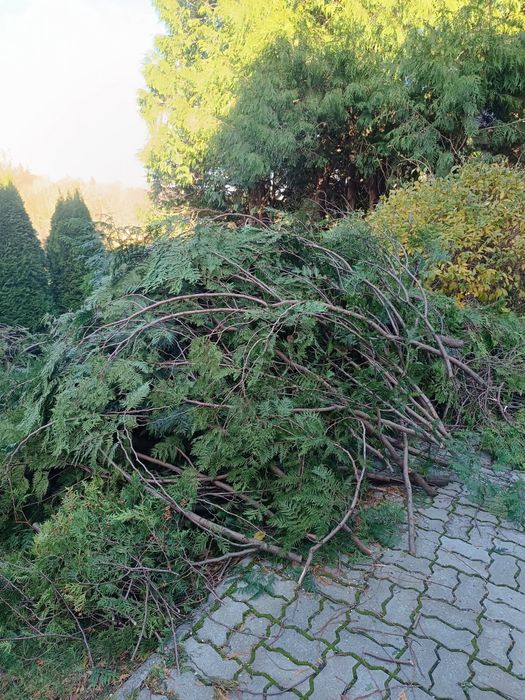 Gałązki Thui do stroikow