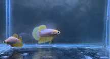 Casal Betta Yellow Hellboy