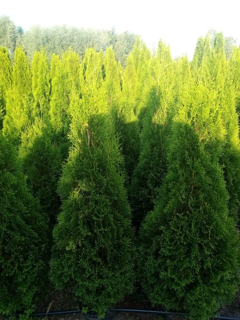 Tuja Thuja 150 cm doniczka szmaragd