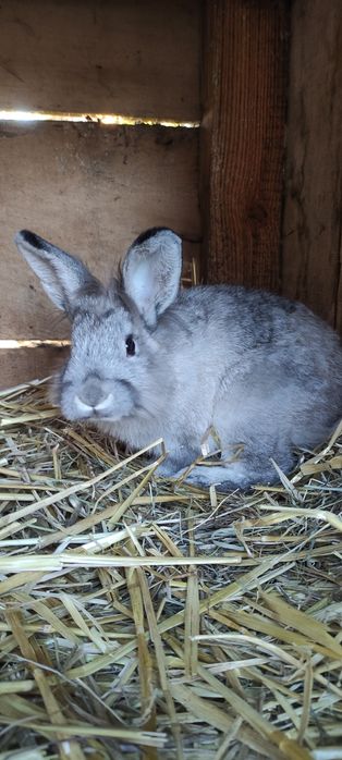Królik samiec wiek 4 miesiące