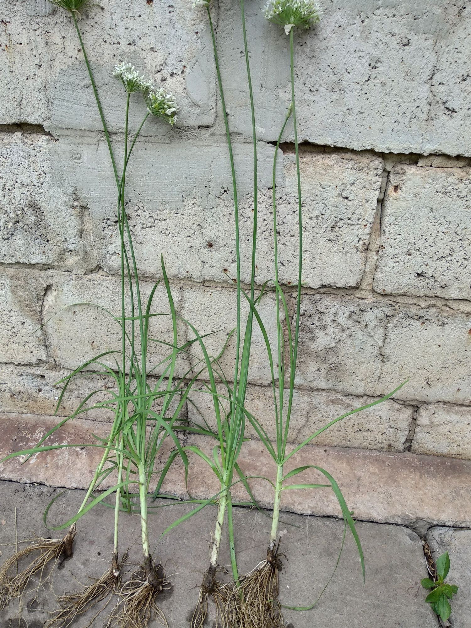 Лук джусай или чесночная трава