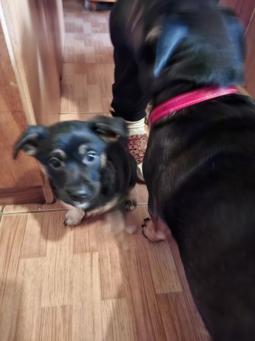 Oddam szczeniaki suczki