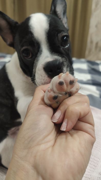 Цуценята французького бульдога