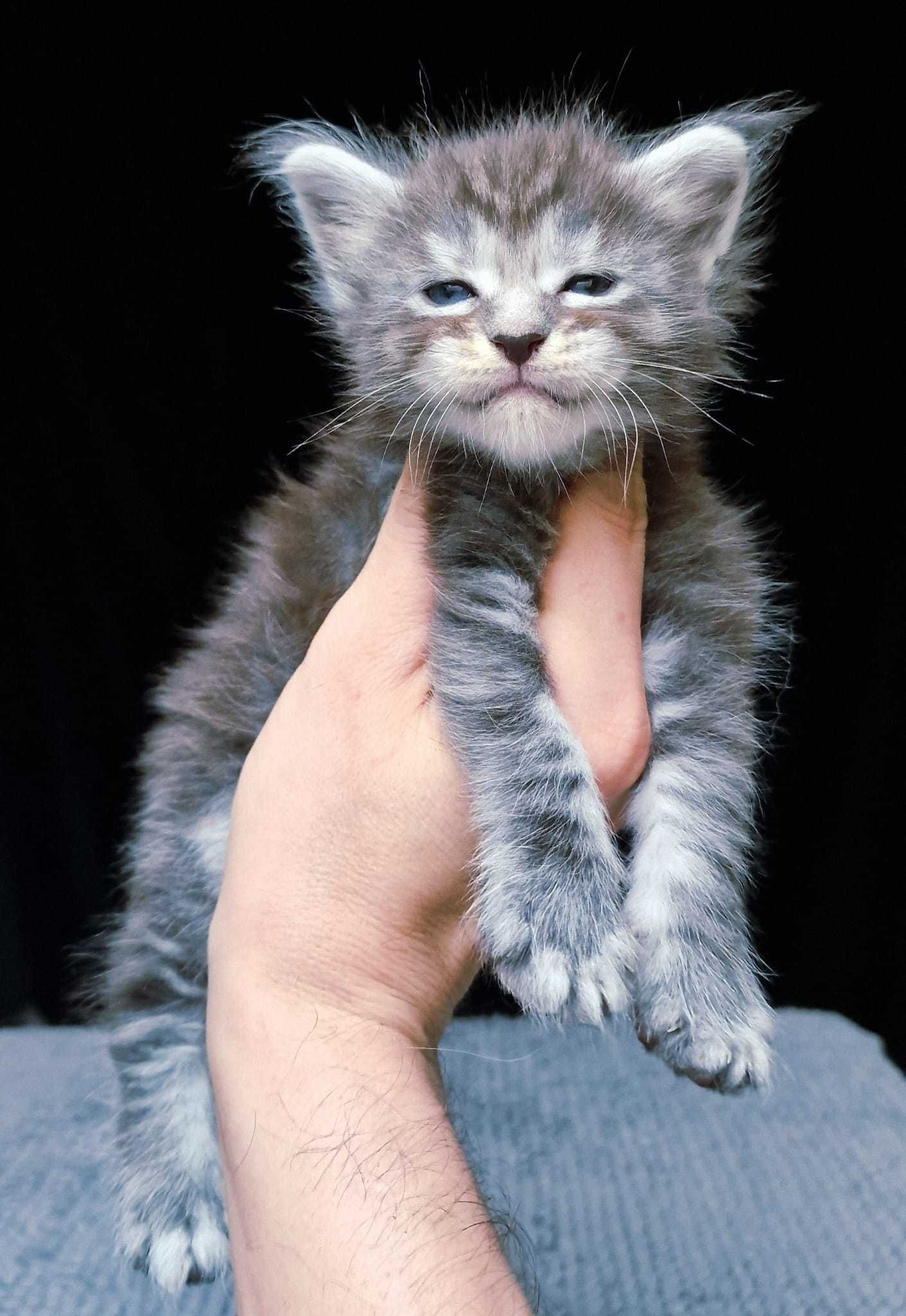 Maine coon, piękny srebrzysty klasycznie pręgowany kocurek