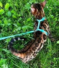 Бенгальська кішка SHOW CLASS!Ексклюзивний рідкісний леопардовий окрас!