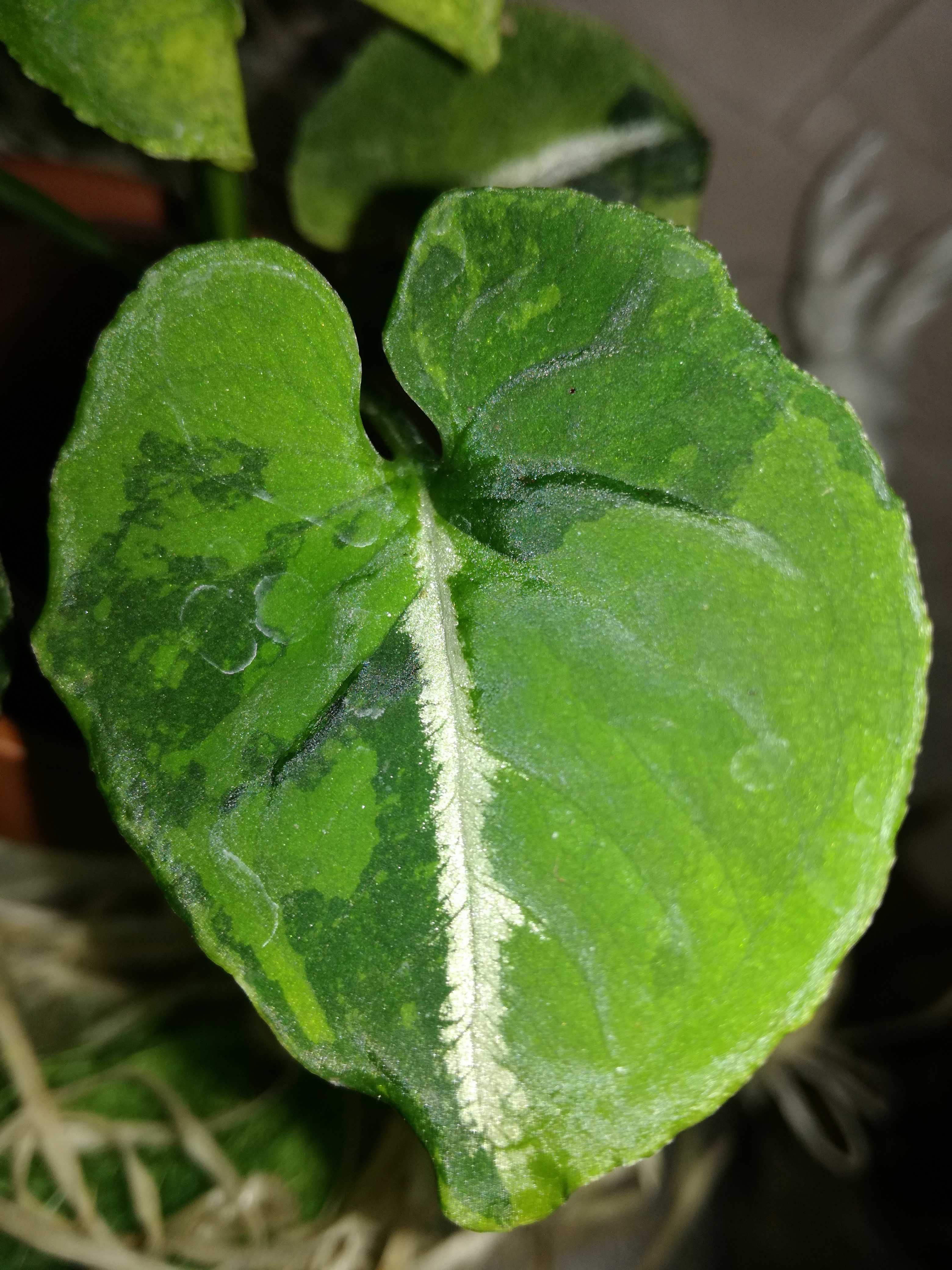 Syngonium Scrambled Eggs Variegata monstera philodendron filodendron