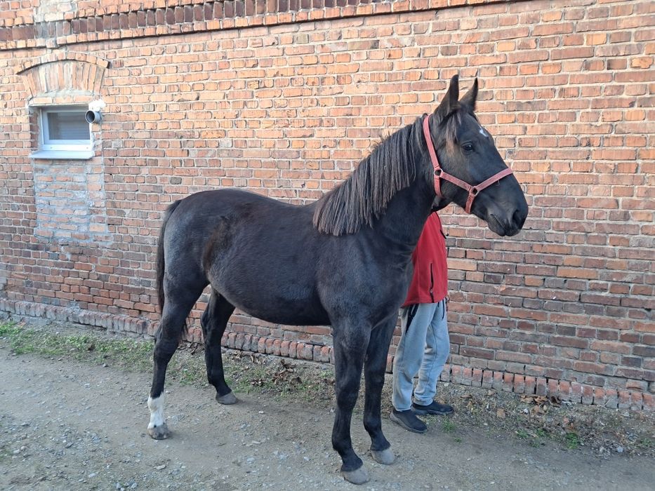 Sprzedam klaczka Śląska kara