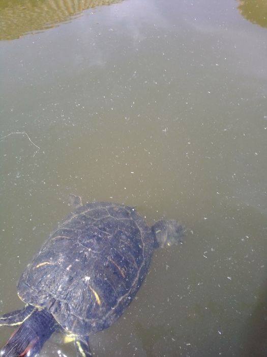 Jardinagem podas e abate de árvores