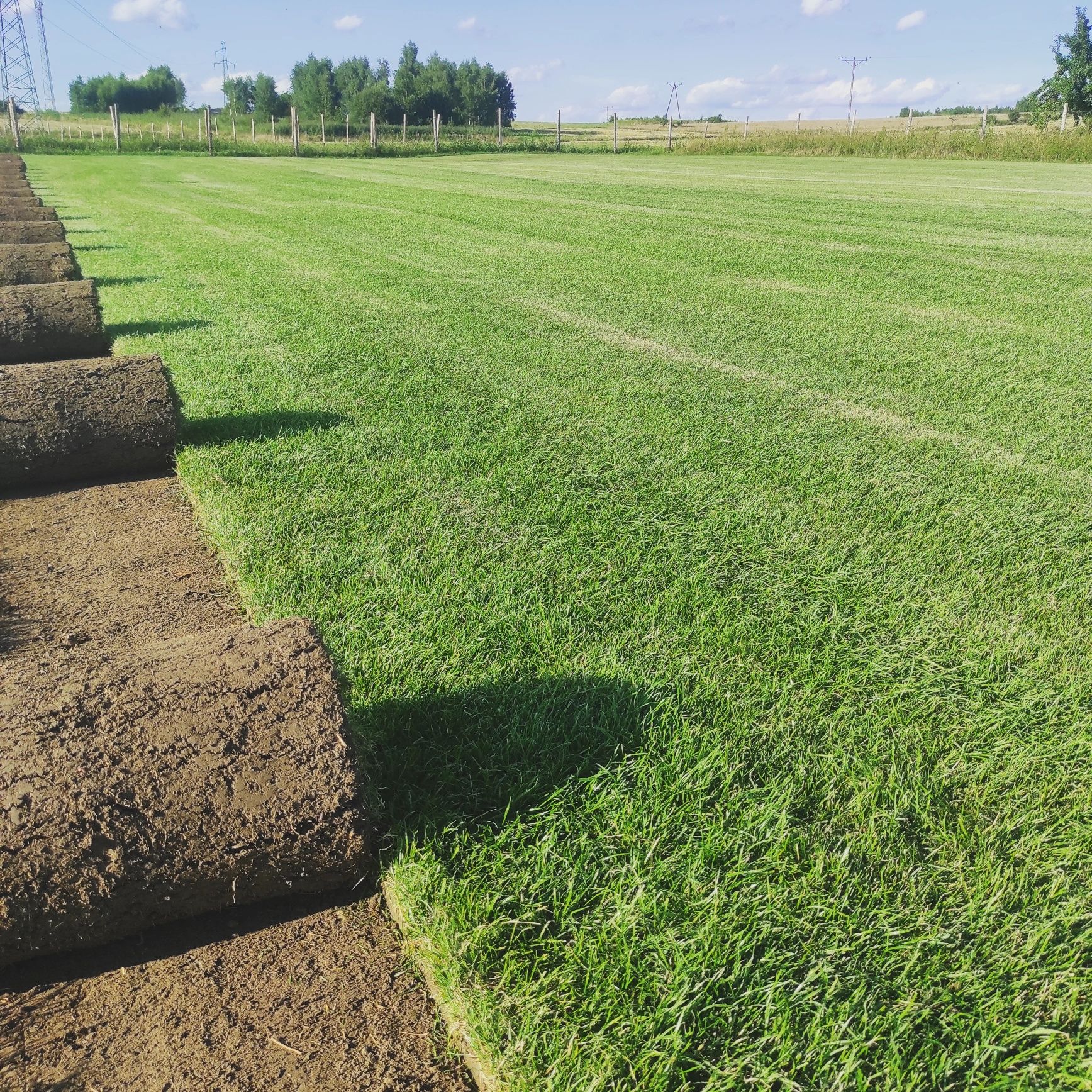 Trawa z rolki sportowa od Producenta Rzeszów podkarpackie