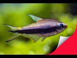 GB Błyszczyk cesarski, tetra cesarska (Nematobrycon palmeri)