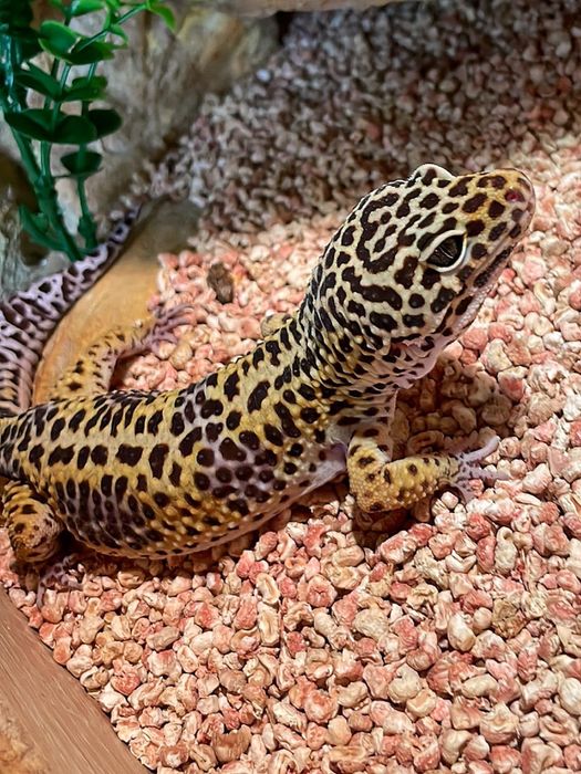 Gekon lamparci chlopiec