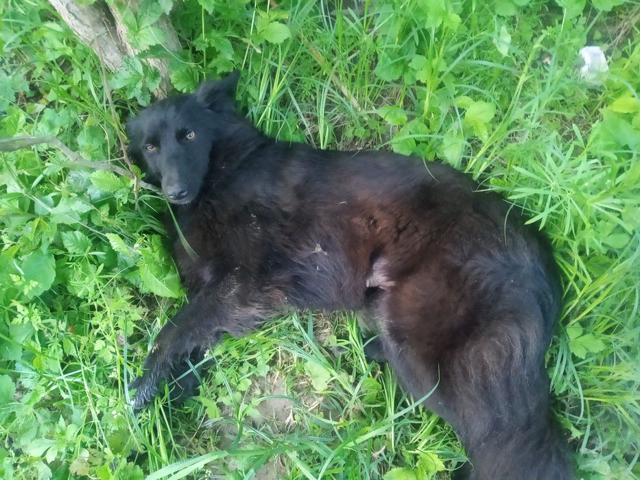 Собачка (дівчинка) 1 рік стерелізована