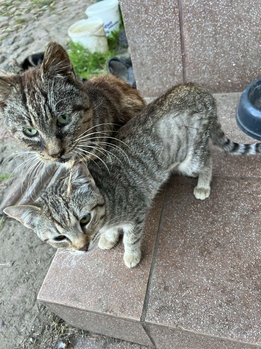 Kotki koty male do adopcji za darmo