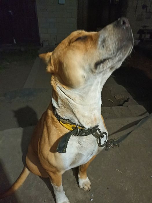 В'язка    Амстафф