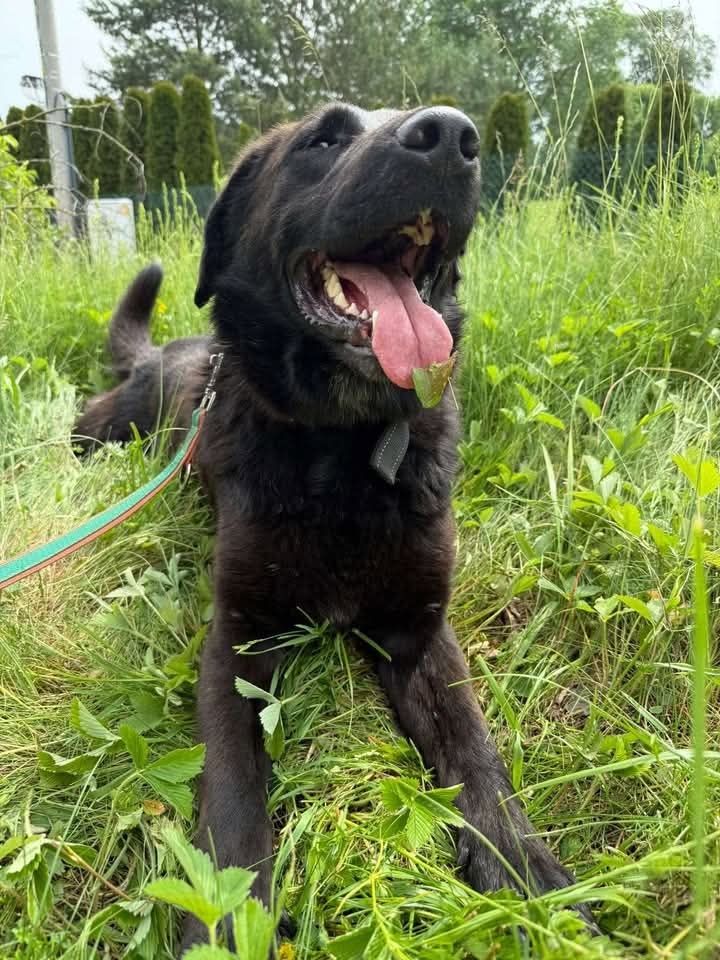 Cudowny Guru w typie labradora szuka domu!