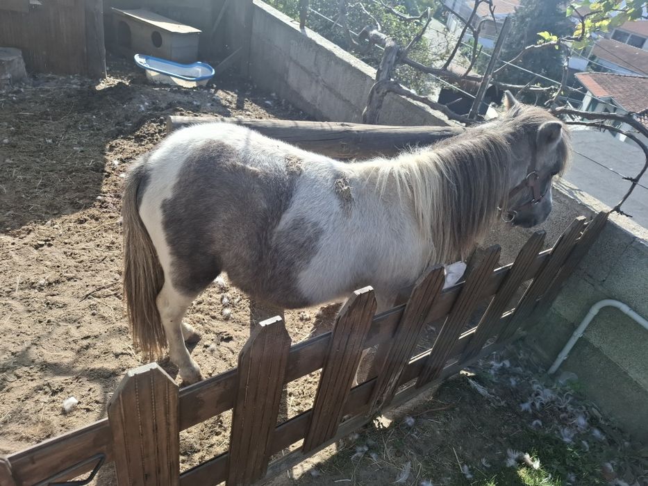 Vendo poney shetland