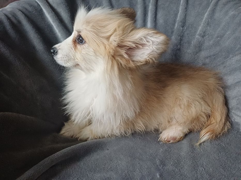 Werlsh Corgi pembroke