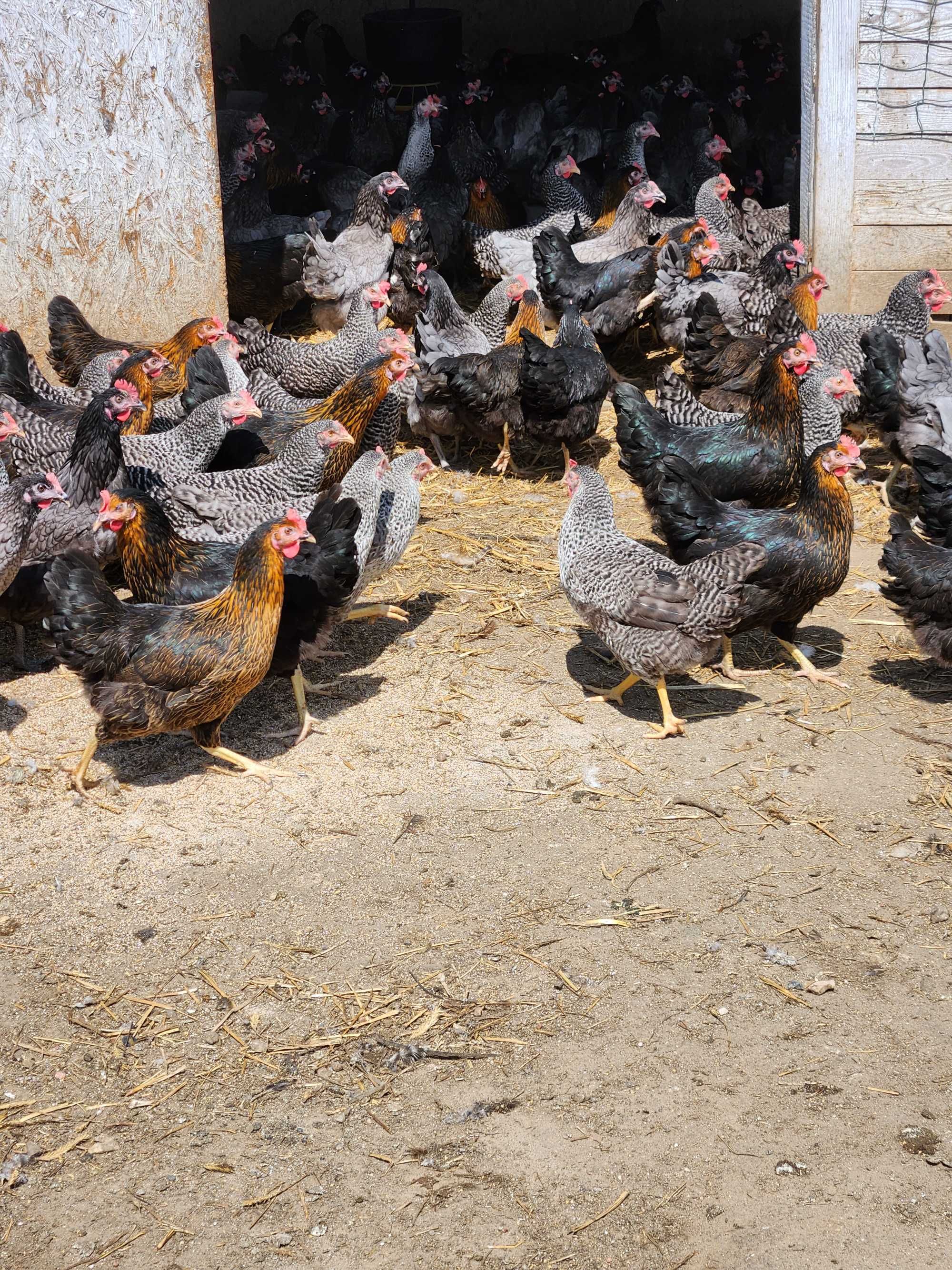 KURY NIOSKI młode zdrowe od hodowcy! Leghorn Dominant ! Dowóz GRATIS !