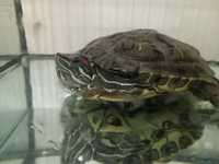 Черепаха червоновуха