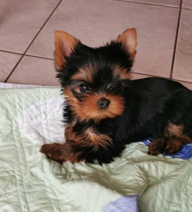 Yorkshire terrier