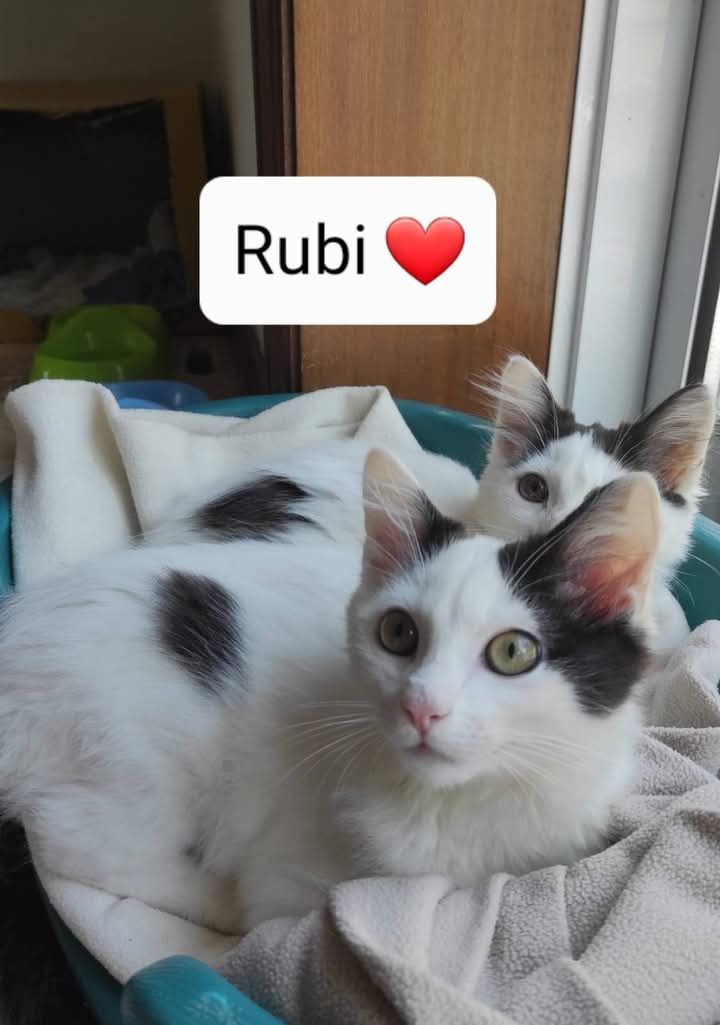 O Rubi & a Suri Procuram Papás