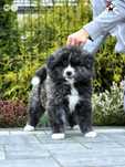 Akita Inu (japońska) piesek LC, ZKwP / FCI & AKIHO