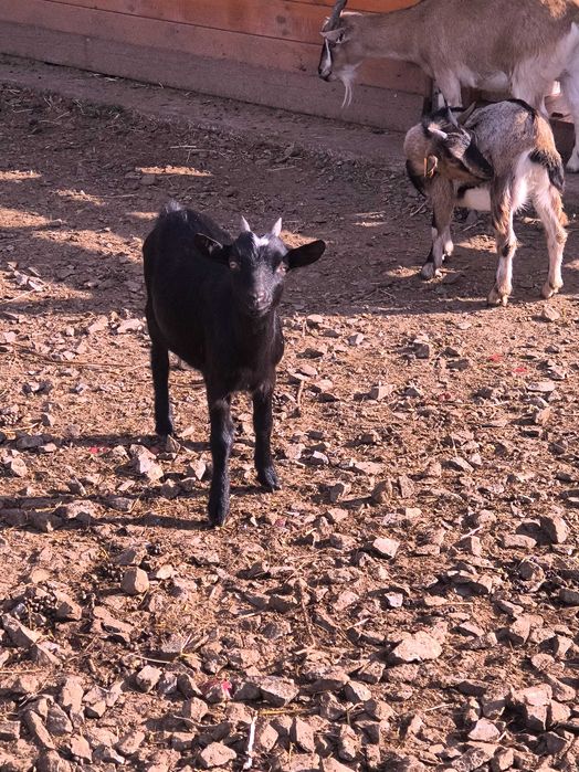 Kozy miniaturki Ścibórz