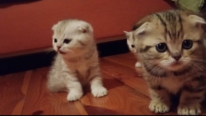Скотіш фолди хлопчики.