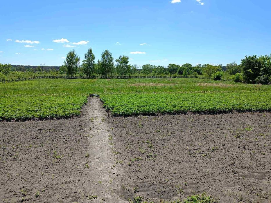 Продам будинок в селі Надинівка.