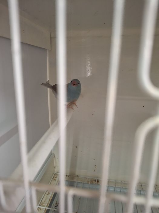 Vendo machos peito celestes classicos e pastel