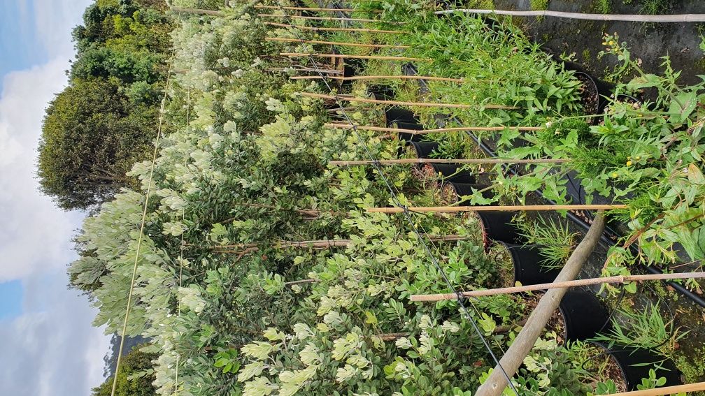 Sebes de Metrosideros, vedaçao natural varias alturas