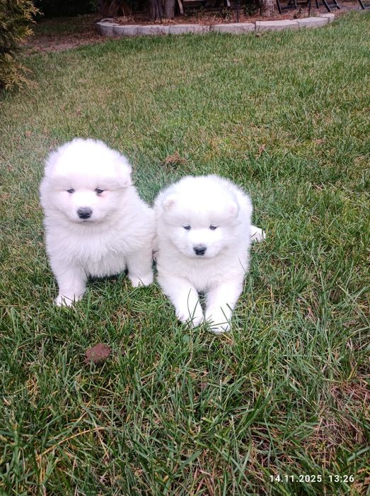 Samoyed  Suczka z domowej hodowli