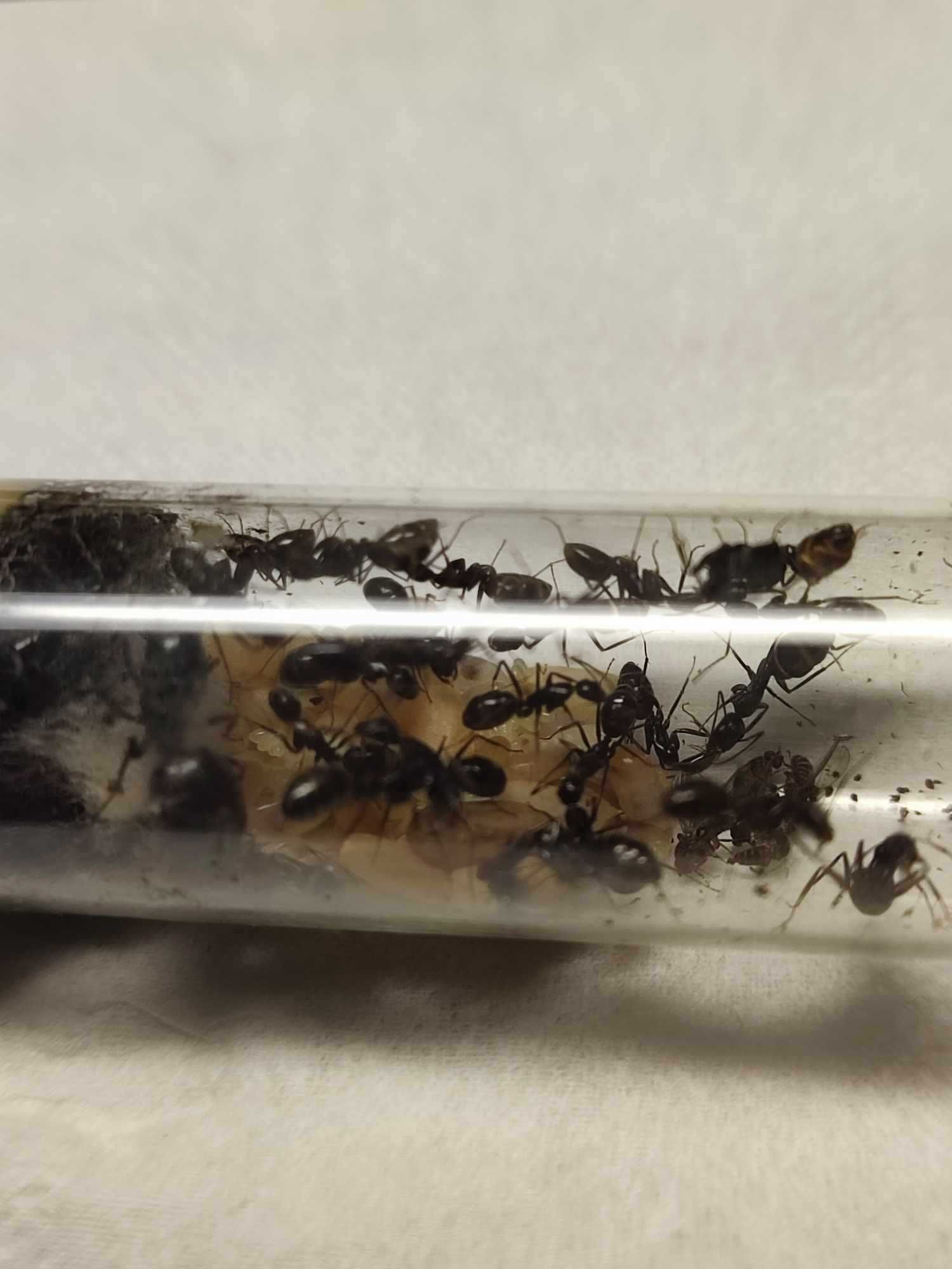 Camponotus aethiops mrówki królowa + 35w