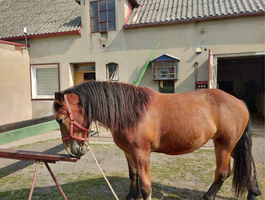 Klacz-polski koń zimnokrwisty