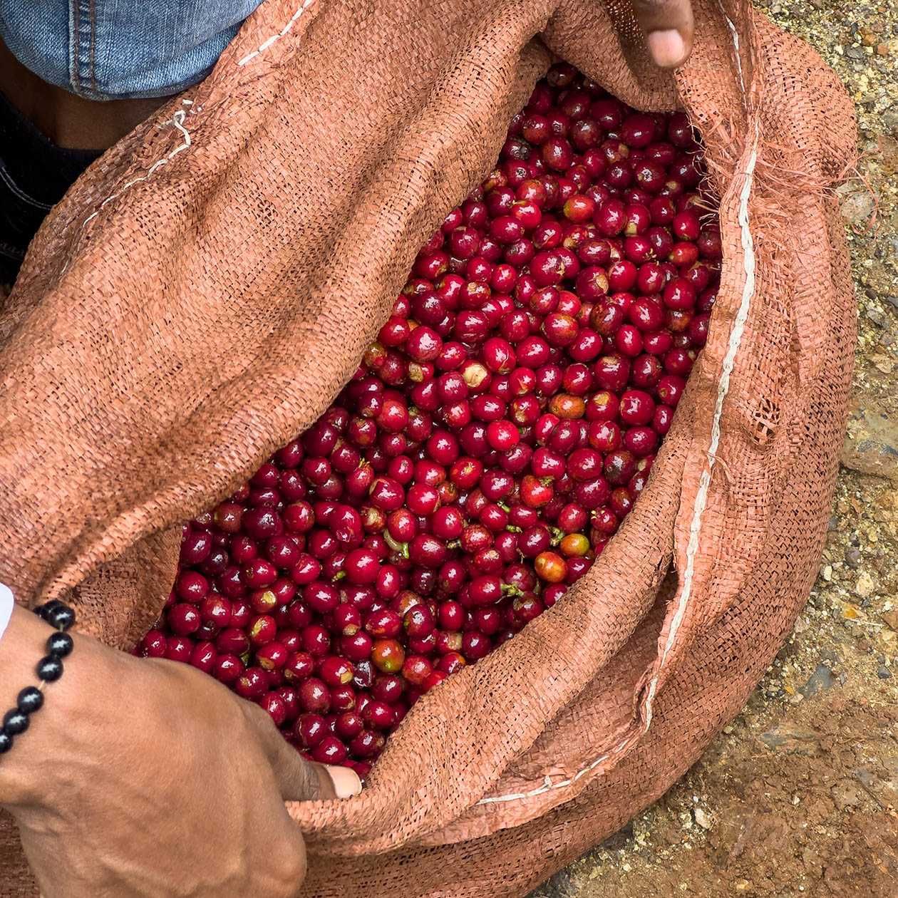 Кофе в зернах 100% Эфиопия Yirgacheffe (настоящий Йограчеф ) 0.250 kg