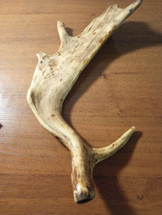 Róg jelenia 33 cm – naturalny zrzut, twardy i suchy (82)