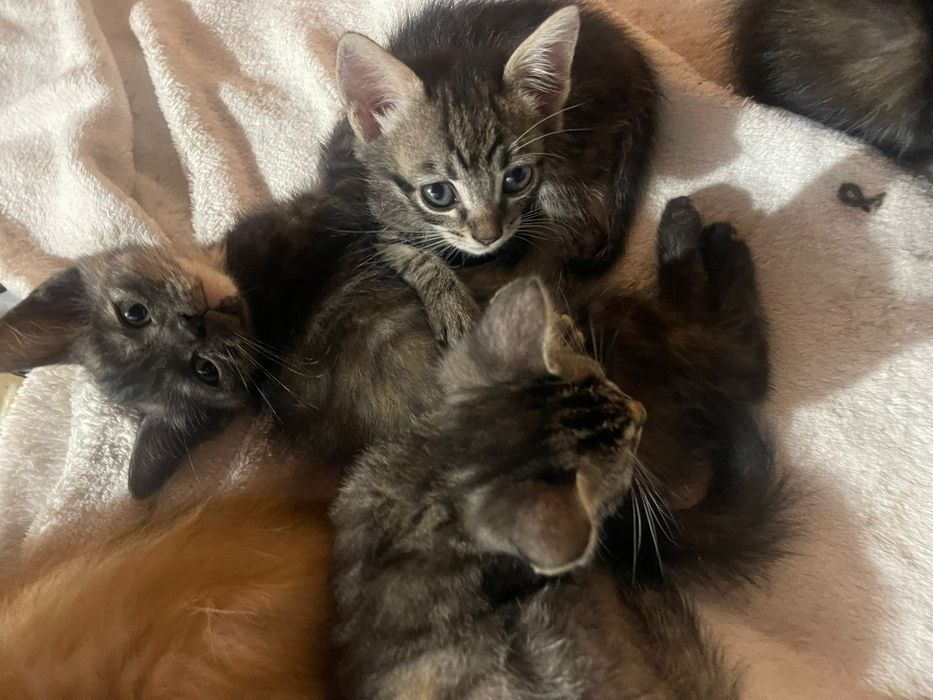 Gatinhos bebés para adoção responsável