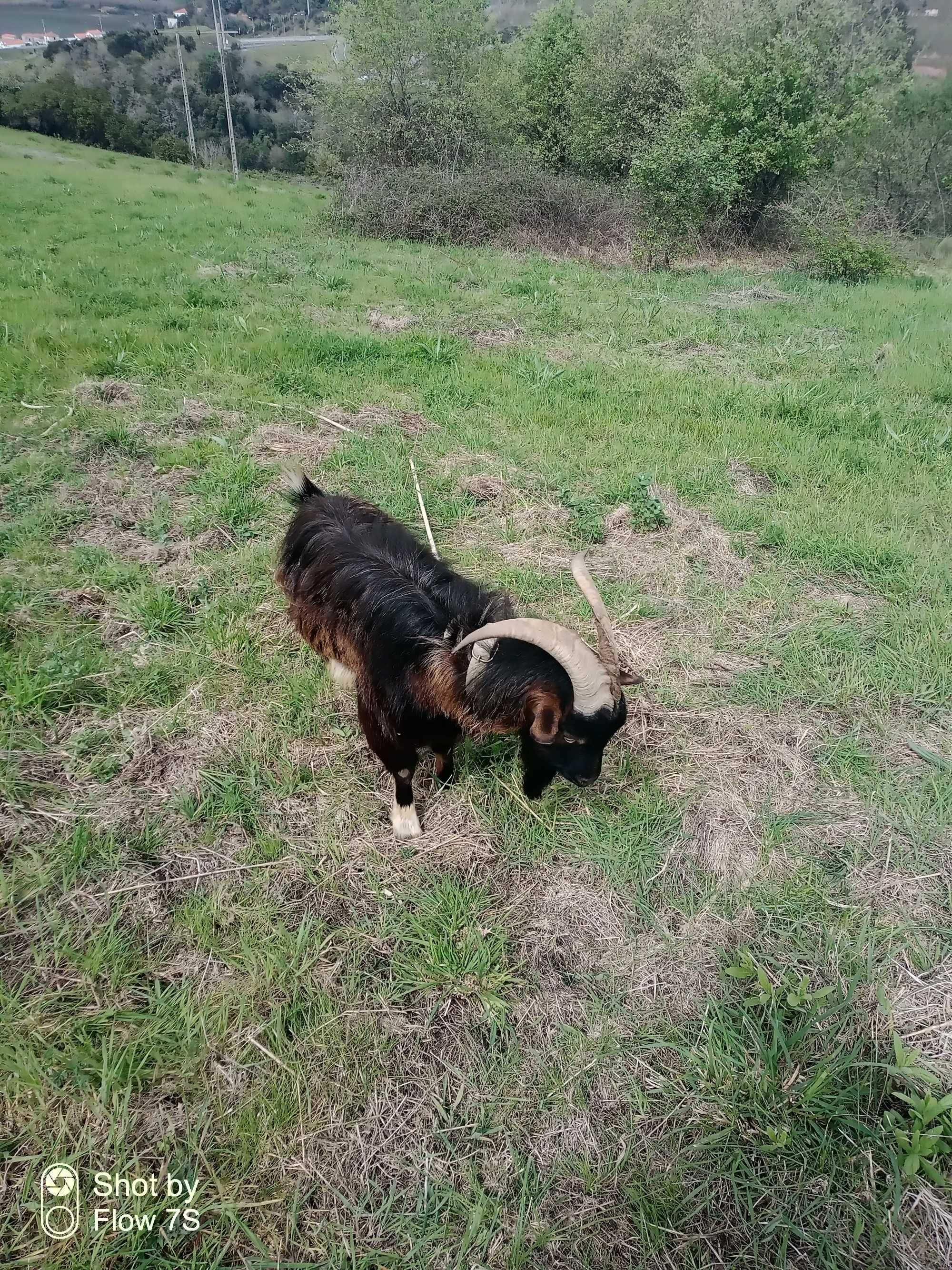 Chibo serrano 2,5 anos de idade