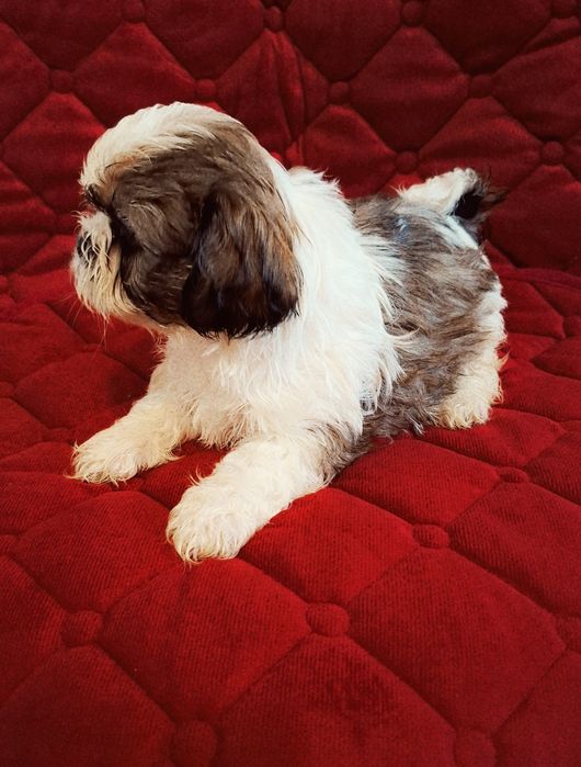 Śliczne Pieski Shih-tzu