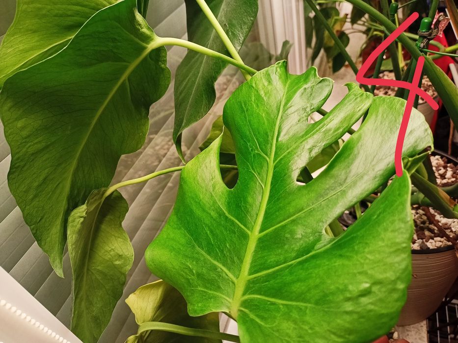 Monstera oceana greenongreen