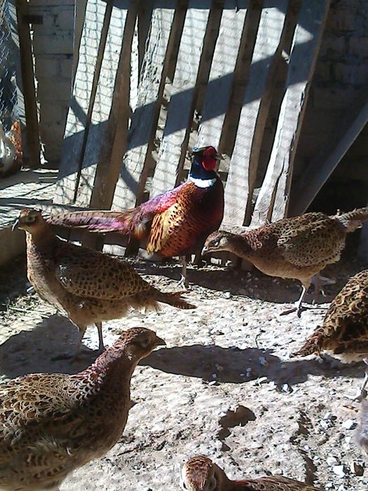 Продам фазани мисливські