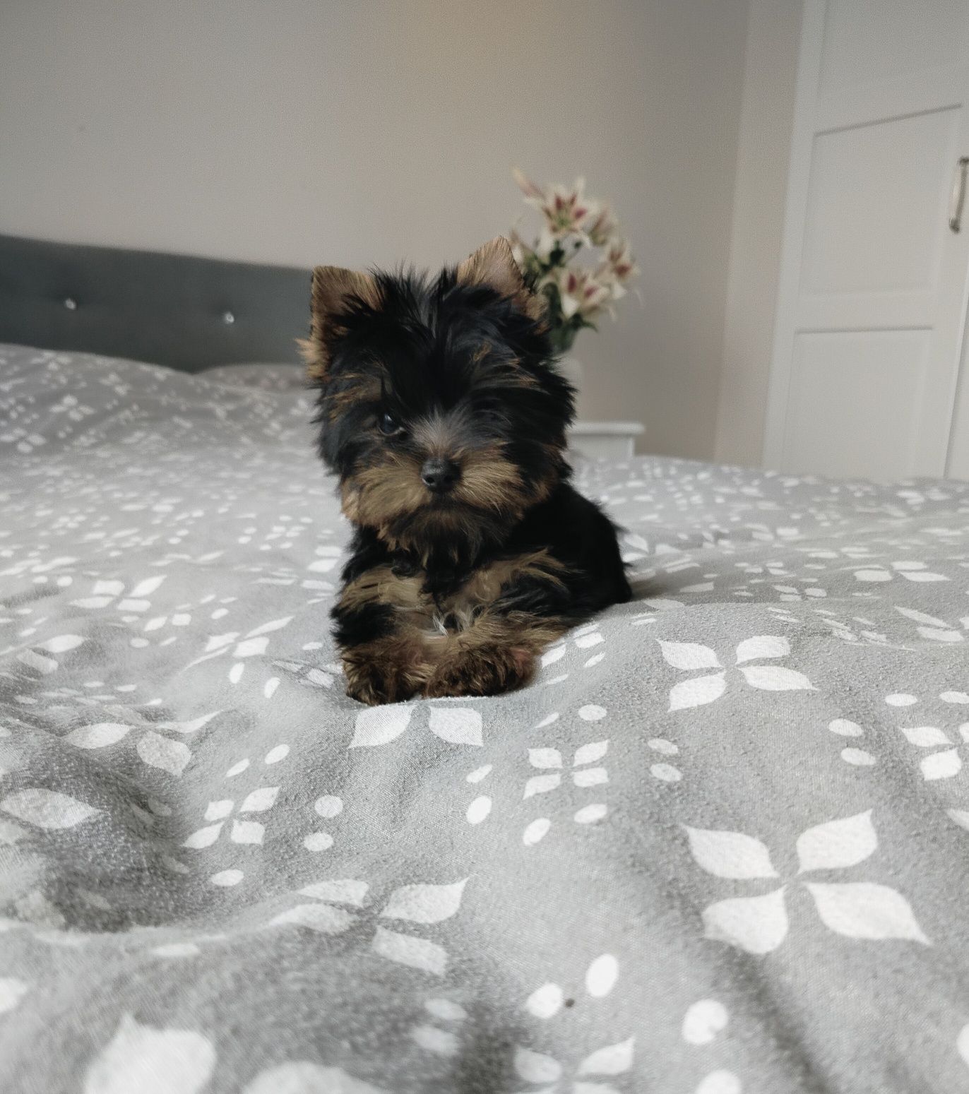 York suczka mini