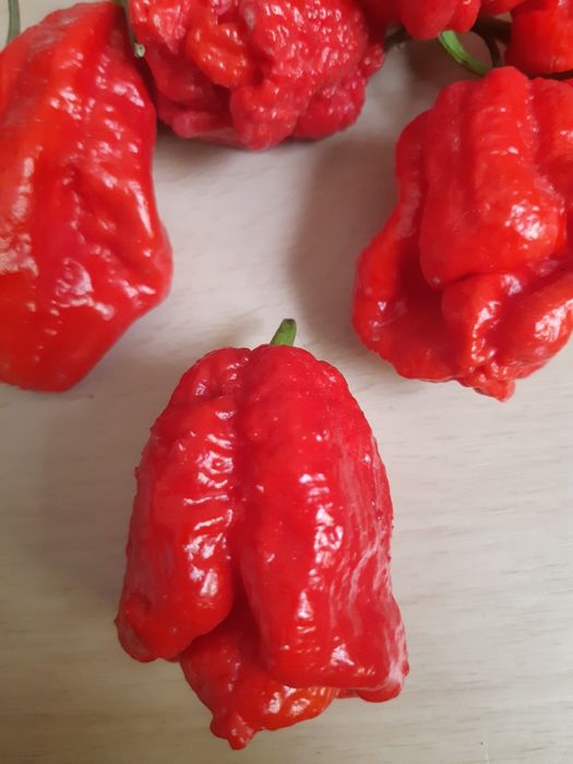 Продам перец Каролина  Рипер